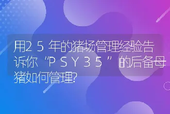 用25年的猪场管理经验告诉你“PSY35”的后备母猪如何管理?