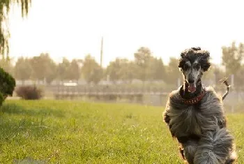 阿富汗猎犬吃什么毛色更好 怎么让阿富汗猎犬毛色亮丽光泽