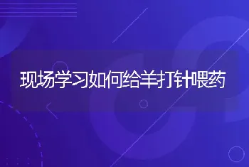 汉普夏猪常见疾病有哪些？如何防治？