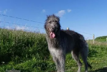 苏格兰猎鹿犬掉毛怎么办 掉毛程度介绍