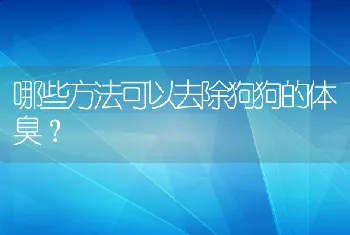 哪些方法可以去除狗狗的体臭？