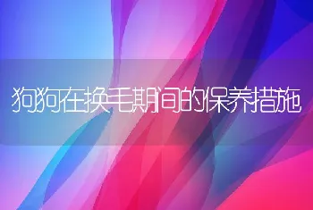 狗狗在换毛期间的保养措施