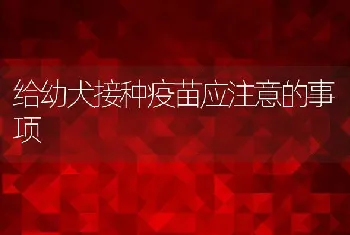 给幼犬接种疫苗应注意的事项