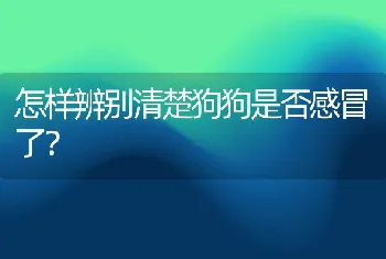 怎样辨别清楚狗狗是否感冒了？