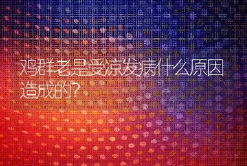 鸡群老是受凉发病什么原因造成的？