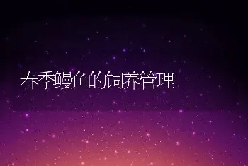 春季鳗鱼的饲养管理