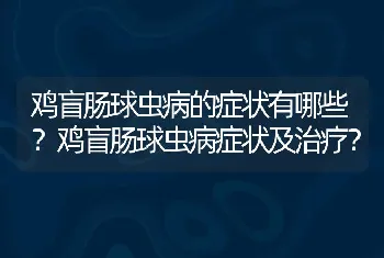 鸡盲肠球虫病的症状有哪些？鸡盲肠球虫病症状及治疗？