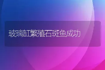 玻璃缸繁殖石斑鱼成功