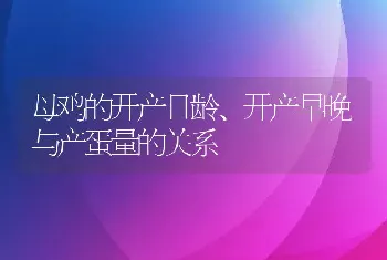 母鸡的开产日龄、开产早晚与产蛋量的关系