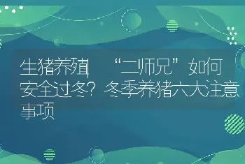 生猪养殖|“二师兄”如何安全过冬？冬季养猪六大注意事项