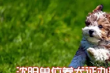 沈阳单位养犬证办理流程_条件