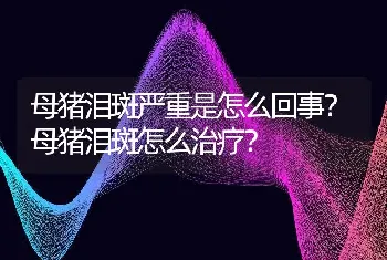 母猪泪斑严重是怎么回事？母猪泪斑怎么治疗？