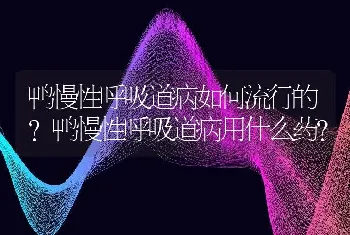 鸭慢性呼吸道病如何流行的？鸭慢性呼吸道病用什么药？