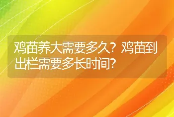 鸡苗养大需要多久？鸡苗到出栏需要多长时间？