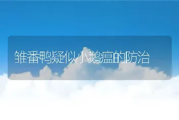 雏番鸭疑似小鹅瘟的防治