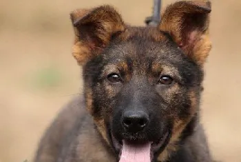 昆明犬吃什么狗粮好 昆明犬狗粮选择推荐