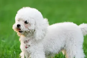 贵宾犬吃什么食物好？贵宾犬不能吃什么？