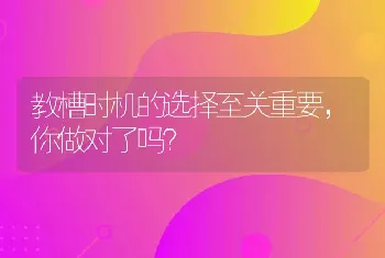 教槽时机的选择至关重要，你做对了吗？