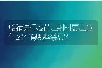 给猪进行疫苗注射时要注意什么？有哪些禁忌？