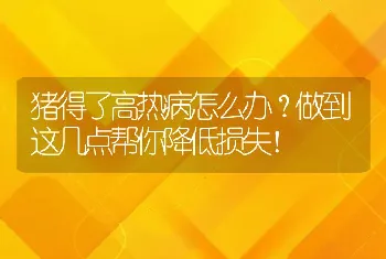 猪得了高热病怎么办？做到这几点帮你降低损失！