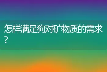 怎样满足狗对矿物质的需求?