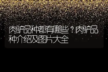 养鸭死亡率高怎么回事？如何鸭子死亡率？