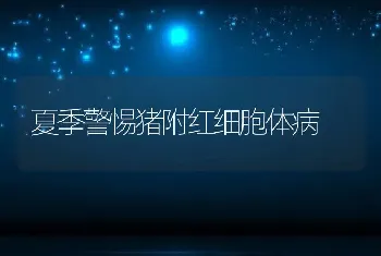 夏季警惕猪附红细胞体病