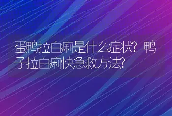 蛋鸭拉白痢是什么症状?鸭子拉白痢快急救方法?