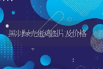 黑羽绿壳蛋鸡图片及价格