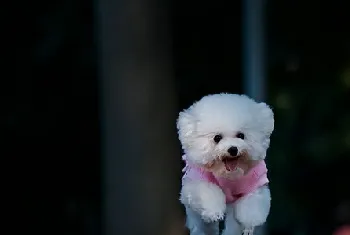 贵宾犬吃什么食物比较好 贵宾犬有益食物介绍