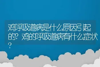 鸡呼吸道病是什么原因引起的?鸡的呼吸道病有什么症状?