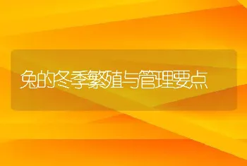 兔的冬季繁殖与管理要点