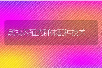 鹧鸪养殖的群体配种技术