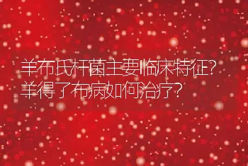 羊布氏杆菌主要临床特征？羊得了布病如何治疗？