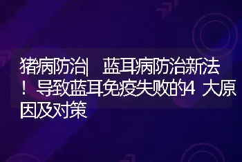 猪病防治|蓝耳病防治新法！导致蓝耳免疫失败的4大原因及对策