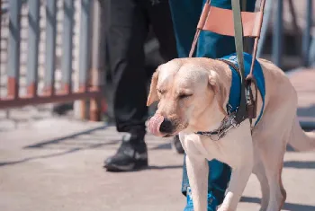 导盲犬带吃货主人吃火锅，结果你猜不到