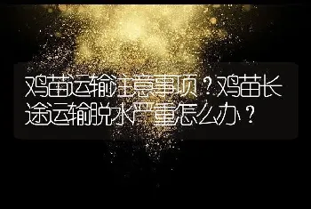 鸡苗运输注意事项？鸡苗长途运输脱水严重怎么办？