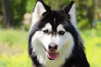 [幼犬挑选方法]怎么挑选巨型阿拉斯加幼犬？