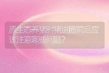 原生态养猪时猪进圈前后应该注意哪些问题？