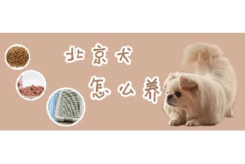 北京犬怎么养