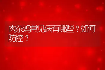 肉杂鸡常见病有哪些？如何防控？