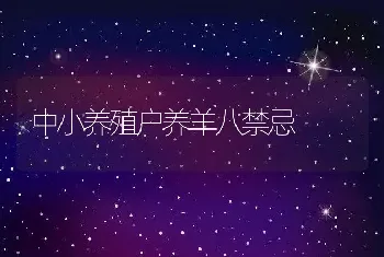 中小养殖户养羊八禁忌