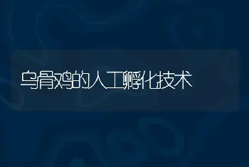 乌骨鸡的人工孵化技术