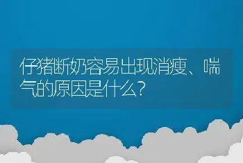 仔猪断奶容易出现消瘦、喘气的原因是什么？