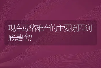 现在母猪难产的主要原因到底是啥？