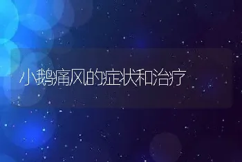 小鹅痛风的症状和治疗