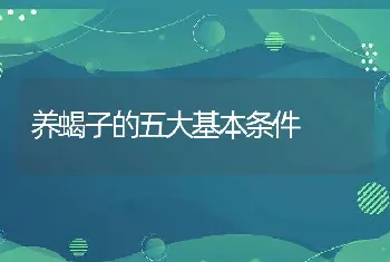 养蝎子的五大基本条件