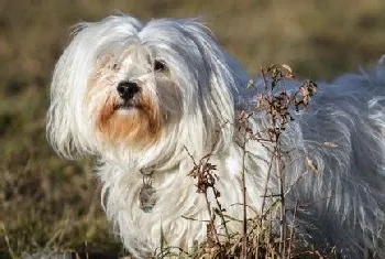 哈瓦那犬怎么养 哈瓦那犬饲养注意事项