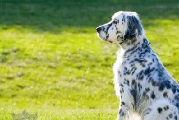 英格兰雪达犬如何洗澡 英国雪达犬洗澡教程