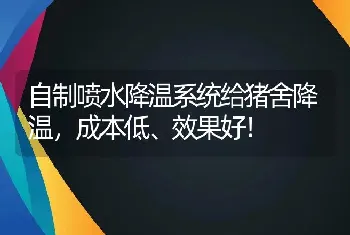 自制喷水降温系统给猪舍降温，成本低、效果好！